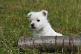 WESTIE 518